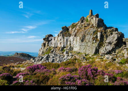 Purple heather sous Manstone Rock sur les Stiperstones, Shropshire, England, UK. Banque D'Images