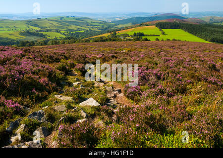 Purple heather sur les Stiperstones avec vue sur la campagne du Shropshire, Angleterre du Sud, Royaume-Uni. Banque D'Images