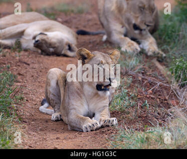 Les lions africains Panthera leo Banque D'Images