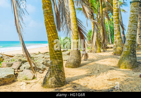 Les rangées de palmiers de la plage de sable sont le lieu idéal pour une promenade, Hikkaduwa, au Sri Lanka. Banque D'Images