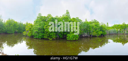 La mangrove sur la rivière Maduganga sont populaires parmi les touristes, prenant souvent des excursions en bateau ici, au Sri Lanka. Banque D'Images