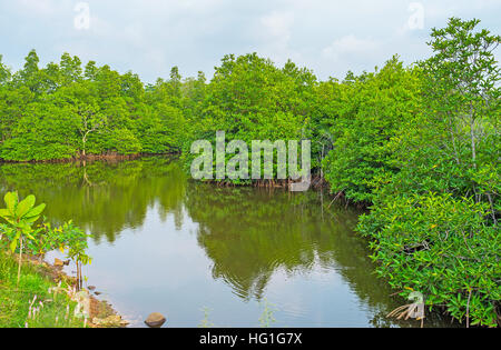 La forêt de mangrove à la banque de rivière Maduganga, endroit populaire pour les excursions en bateau, le Sri Lanka. Banque D'Images