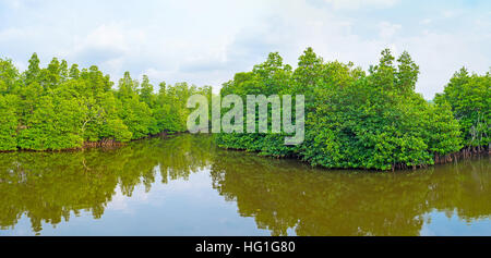 La forêt de mangrove sur la rivière Maduganga est l'attraction touristique populaire au Sri Lanka. Banque D'Images