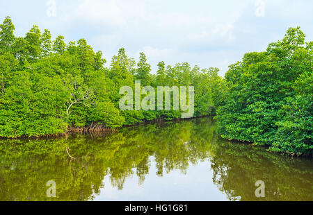 L'Madu river au Sri Lanka est le lieu idéal pour découvrir les forêts de mangrove et la nature unique de l'île. Banque D'Images