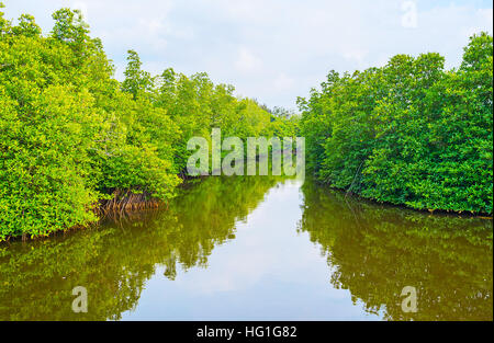 Les rives de la rivière Madu occupé par les forêts de mangroves luxuriantes, lieu intéressant à découvrir en bateau, Sri Lanka. Banque D'Images