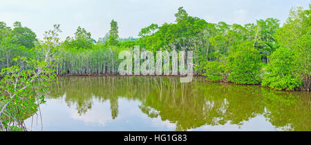 Maduganga river avec la pittoresque forêt de mangroves sur les rives, au Sri Lanka. Banque D'Images