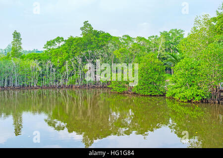 Le tropique forêts de mangrove du fleuve Madu au Sri Lanka sont le lieu idéal pour visiter pendant les vacances. Banque D'Images