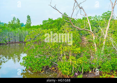 Les mangroves de Madu River situé à côté de la principale station balnéaire de la côte ouest, de sorte que les touristes souvent visiter ce site au cours de l'excursions en bateau, Sri Lanka Banque D'Images