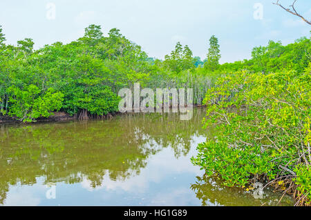 Les eaux calmes du fleuve Madu reflètent la forêt de mangrove luxuriante qui l'entoure, Sri Lanka. Banque D'Images