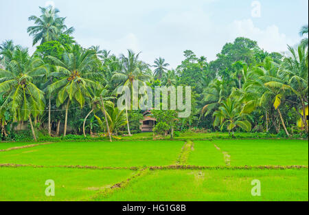 La culture du riz est très populaire dans le district agricole de Hikkaduwa, Sri Lanka. Banque D'Images