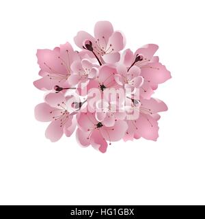 Japanese cherry. Bouquet de fleur de cerisier rose. Isolé sur fond blanc. Illustration de Vecteur