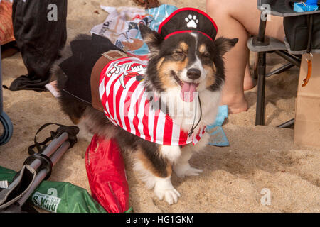 Un Welsh Corgi chien porte un costume de homard à un Corgi chien festival sur le sable à Huntington Beach, CA. Banque D'Images