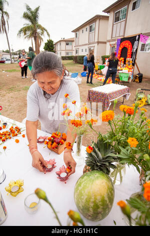 Une femme âgée d'une communauté hispanique, à Huntington Beach, CA, prépare des soucis pour le Jour des Morts Les rites. Remarque autel colorés en arrière-plan. Les œillets sont censés attirer les esprits à l'autel. Banque D'Images