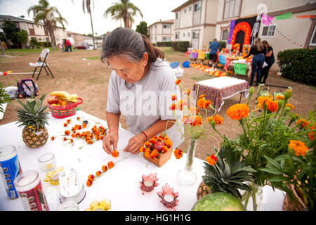 Une femme âgée d'une communauté hispanique, à Huntington Beach, CA, prépare des soucis pour le Jour des Morts Les rites. Remarque autel colorés en arrière-plan. Les œillets sont censés attirer les esprits à l'autel. Banque D'Images