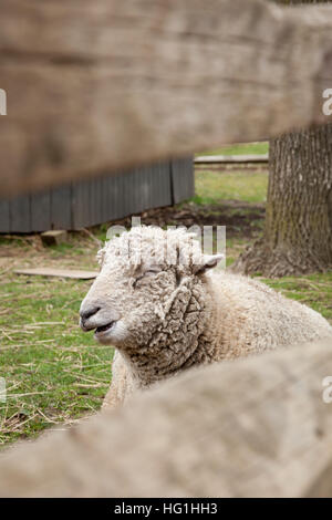 Un mouton a l'air de derrière une ferme en bois clôture. Banque D'Images