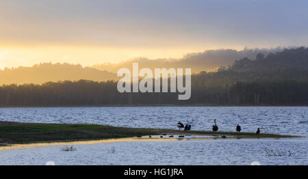 Les pélicans au lac Tinaroo Dam au lever du soleil. Atherton Tableland, Far North Queensland Banque D'Images