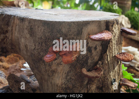 Le champignon Reishi frais pour l'affichage, stock photo Banque D'Images