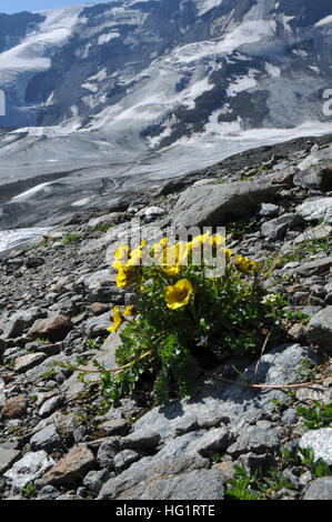 Geum reptans Banque D'Images