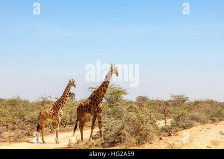 Les Girafes au milieu des buissons de la savane africaine et à la Banque D'Images