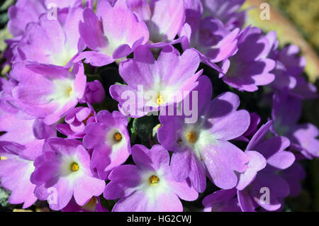 Primula Allionii alpin (Mme Dyas) en plein soleil dans la maison Alpine au RHS Garden Harlow Carr, Harrogate, Yorkshire. L'Angleterre Banque D'Images