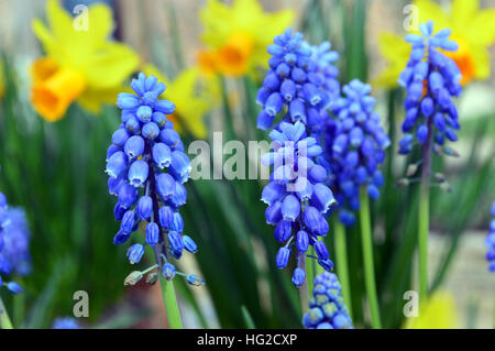 Muscari aucheri (Blue Magic) Muscaris de jonquilles au RHS Garden Harlow Carr, Harrogate, Yorkshire. Angleterre, Royaume-Uni Banque D'Images