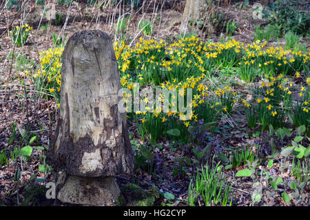 Champignons en bois sculpté de jonquilles dans les bois aux RHS Garden Harlow Carr, Harrogate, Yorkshire. Angleterre, Royaume-Uni. Banque D'Images