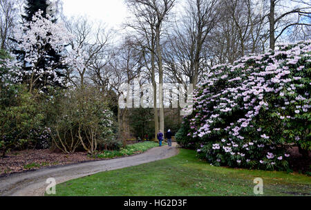 Un couple en train de marcher entre White & Pink Rhododendrons à RHS Garden Harlow Carr, Harrogate, Yorkshire. Angleterre, Royaume-Uni. Banque D'Images