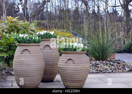 Trois Récipients en terre cuite rempli de Crocus blanc sur l'affichage à l'RHS Garden Harlow Carr, Harrogate, Yorkshire. England UK. Banque D'Images