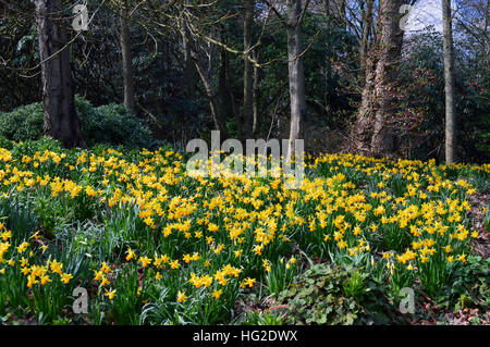 Un tapis de jonquilles printemps jaune en bois aux RHS Garden Harlow Carr, Harrogate, Yorkshire. England UK. Banque D'Images