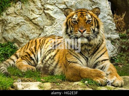 Tigre dans la nature looking at camera Banque D'Images