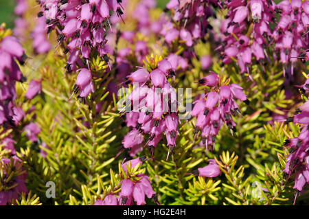 Erica x darleyensis 'mary helen' Banque D'Images