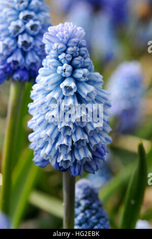 Muscari azureum Banque D'Images