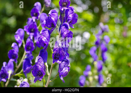 Blauer Eisenhut oder - Aconitum napellus Monkshood commun ou Aconitum napellus fleur Banque D'Images