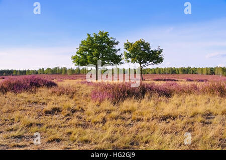 Blühende Heidelandschaft im Spätsommer - Heath paysage avec la floraison de la Bruyère, Calluna vulgaris Banque D'Images