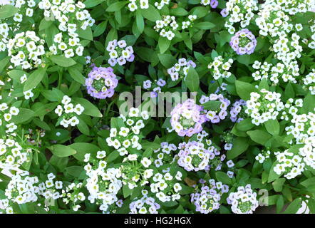 Blanc et rose alyssum (Lobularia maritima) fleurs dans un jardin de Bahreïn Banque D'Images