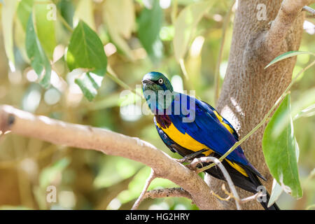 Golden Breasted Starling Oiseaux Portrait Banque D'Images