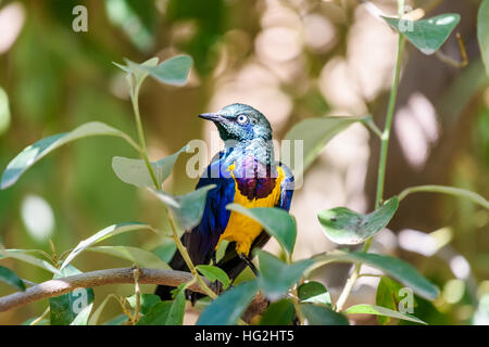 Golden Breasted Starling Oiseaux Portrait Banque D'Images