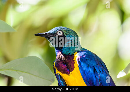 Golden Breasted Starling Oiseaux Portrait Banque D'Images