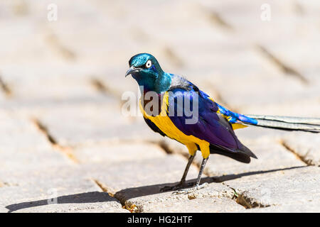 Golden Breasted Starling Oiseaux Portrait Banque D'Images