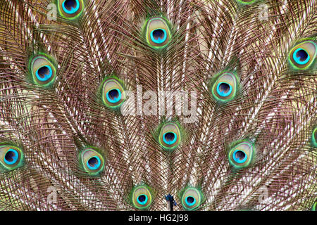 Extreme close up of colorful textures et motifs de plumes de paon mâle affichage propagation Banque D'Images