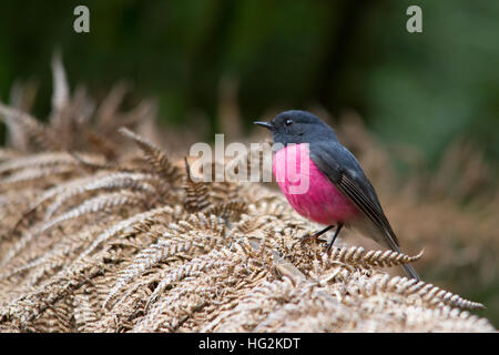 Robin rose (petroica rodinogaster) perché sur une fougère Banque D'Images