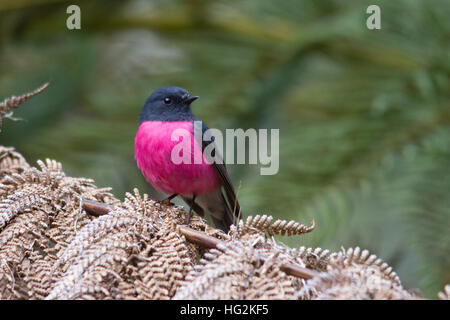 Robin rose (petroica rodinogaster) perché sur une fougère Banque D'Images