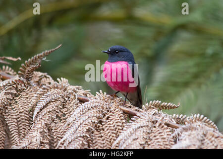 Robin rose (petroica rodinogaster) perché sur une fougère Banque D'Images