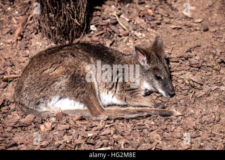 Swamp wallaby située au calme Banque D'Images