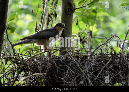 Eurasian Sparrowhawk / Sperber ( Accipiter nisus ), mâle adulte, debout sur le bord de son eyrie, nid caché, regardant autour de l'Europe attentivement. Banque D'Images