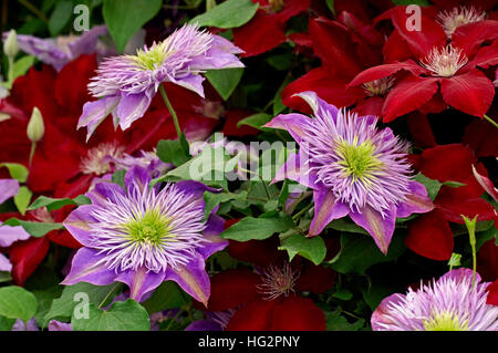 Clematis 'Crystal Fountain' floraison dans un chalet jardin Banque D'Images