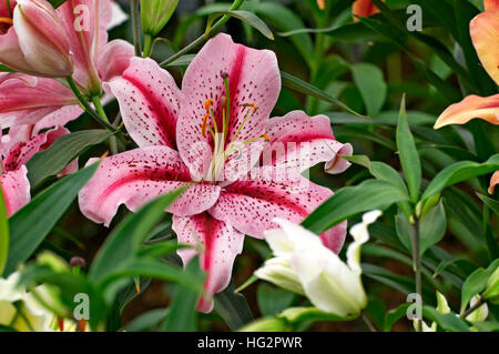 Lily floraison 'Tiger' édition close up dans un chalet Jardin Banque D'Images