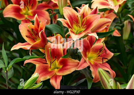 'Montego Bay Lily floraison' Banque D'Images