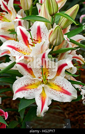 'Starburst' Lily floraison in close up Banque D'Images