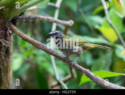Buff-throated Saltator maximus (Saltator) Banque D'Images